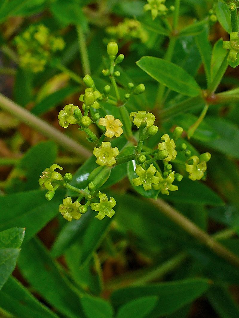 Rubia tinctorum-planten med kransstilte blad og små gulaktige blomster